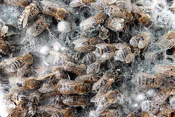 Berlin  Deutschland  Schimmel hat sich ueber tote Honigbienen gelegt