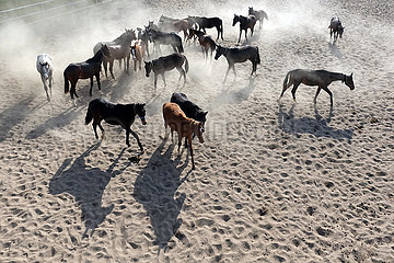 Gestuet Graditz  Pferde wirbeln in einem Sandpaddock Staub auf