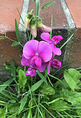 Berlin  Deutschland  wilde Orchidee blueht am Strassenrand