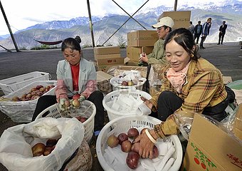 China-Sichuan-Ganzi-Apple-Ernte (CN)