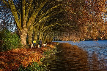 Goldener Herbst am Baldeneysee  Essen  Nordrhein-Westfalen  Deutschland