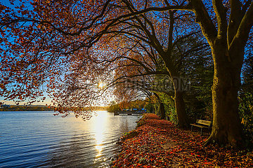 Goldener Herbst am Baldeneysee  Essen  Nordrhein-Westfalen  Deutschland