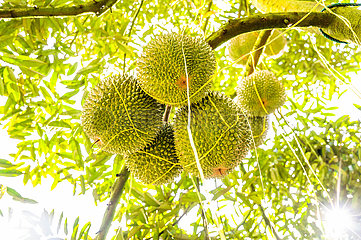 Malaysia-Raub-Durian-Smart-Landwirtschaft