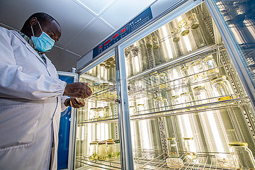 Kenya-Nakuru-China-Joint Laboratory-Crop-Molekularbiologie