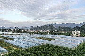 China-Guangxi-Landwirtschaft (CN)