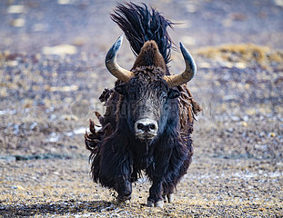 (Intibet) China-Tibet-Qiangtang Naturreservat-wilde Tiere (CN)