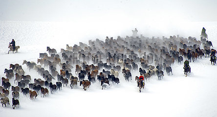 China-Xinjiang-Zhaosu-Snowfield-Pferde (CN)