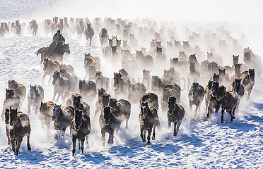 China-Xinjiang-Zhaosu-Snowfield-Pferde (CN)