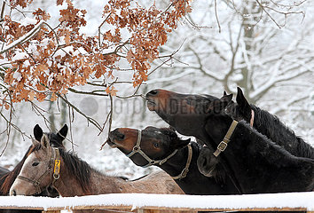 Gestuet Graditz  Pferde knabbern im Winter an schneebedeckten Aesten