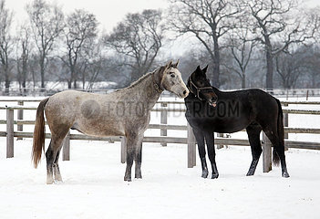 Gestuet Graditz  Pferde stehen im Winter aufmerksam auf einer schneebedeckten Koppel