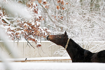 Gestuet Graditz  Pferd knabbert im Winter an einem schneebedeckten Ast