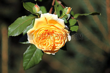 Neuenhagen  Deutschland  gelbe Rose