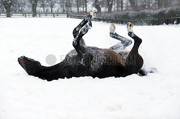 Gestuet Graditz  Pferd waelzt sich im Winter auf einer schneebedeckten Koppel