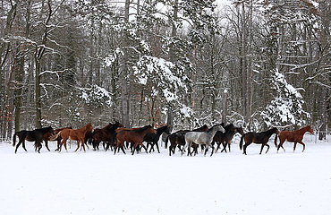 Gestuet Graditz  Pferde traben im Winter ueber eine schneebedeckte Koppel