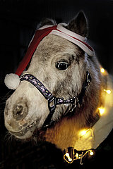 Dortmund  Pony Lillifee hat sich zum 1. Advent schick gemacht