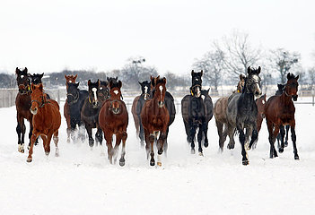 Gestuet Graditz  Pferde galoppieren im Winter ueber eine schneebedeckte Koppel