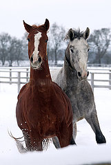 Gestuet Graditz  Pferde im Winter auf einer schneebedeckten Koppel