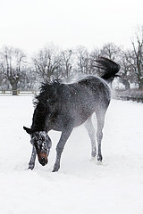Gestuet Graditz  Pferd schuettelt sich im Winter nach dem Waelzen auf einer schneebedeckten Koppel