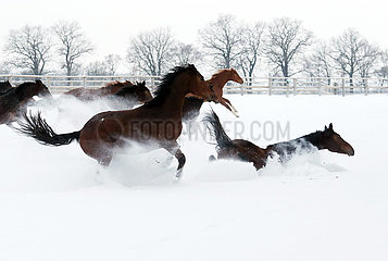 Gestuet Graditz  Pferd stuerzt beim Galoppieren im Winter auf einer schneebedeckten Koppel