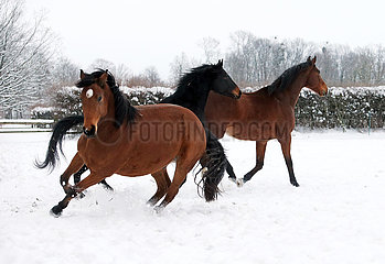 Gestuet Graditz  Pferde im Winter auf einer schneebedeckten Koppel