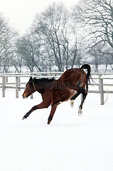 Gestuet Graditz  Pferd buckelt im Winter auf einer schneebedeckten Koppel