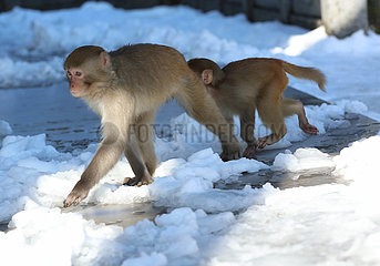 # China-Hunan-Snow-Macaques (CN)