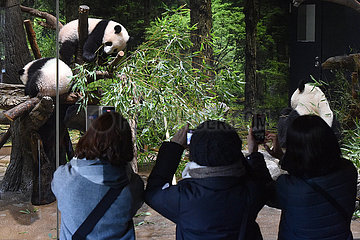 Japan-Tokyo-Panda-Cub-Debüt