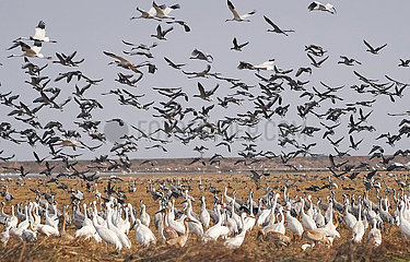 China-Jiangxi-Pojang-See-Migrationsvögel (CN)