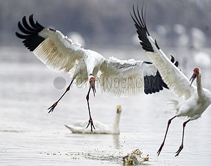 China-Jiangxi-Pojang-See-Migrationsvögel (CN)