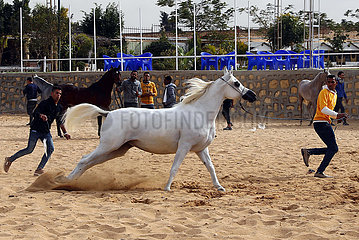 Ägypten-Sharqia-arabischer Pferdeschönheitswettbewerb