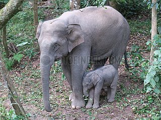 China-yunnan-neugeborene wilde asiatische Elefanten (CN)
