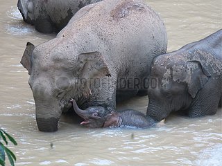 China-yunnan-neugeborene wilde asiatische Elefanten (CN)