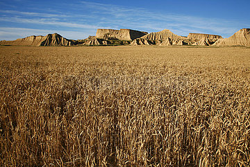 Spanien  Provinz Navarra  Bardenas Reales  ein Weizenfeld in der Balnenas-Wüste