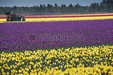 Frankreich  Gironde (33) Reihe von Farben in der Tulpenfarm