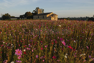 Frankreich  Gironde (33) Kirche in einem Blumenfeld