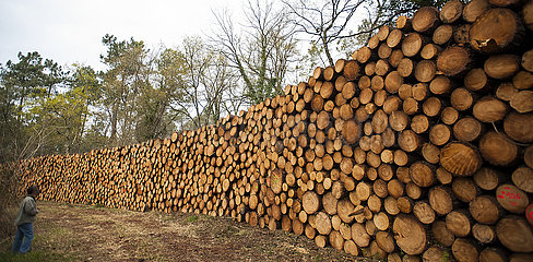 Frankreich  Kiefernprotokolle im Wald  Brennholz als erneuerbare Energiequelle  Frankreich