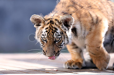 China-Guangdong-shaoguan-südchina Tiger (CN)