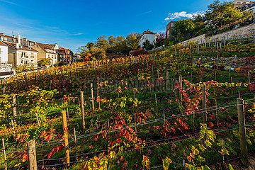 France. Paris (75) 18th Arr. The Clos Montmartre vineyard in the fall. Owned by the city of Paris  the vineyard was born in 1933 from the remarkable project of a handful of men active in local associations  who were originally keen to save the land from urbanization. Each year  2 000 vines are harvested