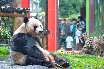 Indonesien-Bogor-Riesen-Panda