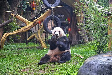 Indonesien-Bogor-Riesen-Panda