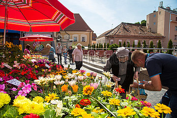 Kroatien  Zagreb - Markstand mit Schnittblumen Markt am Dolac  ein Platz im Kaptol-Viertel (Altstadt)