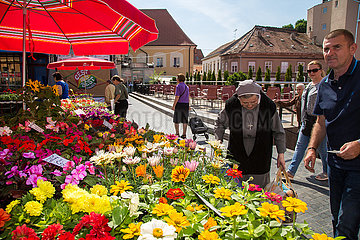 Kroatien  Zagreb - Markstand mit Schnittblumen Markt am Dolac  ein Platz im Kaptol-Viertel (Altstadt)