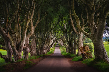 Ireland  Ulster  Earl of Antrim  Ballymoney  Dark Hedges. King's road in Game of Thrones TV series