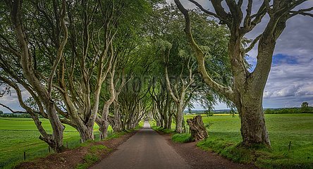 Irland  Ulster  Earl of Antrim  Ballymoney  Dunkle Hedges. King's Road in Game of Thrones TV-Serie