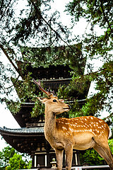 Gefleckter Hirsch (Cervus Nippon) Vor dem Kofukuji-Tempel (fünfstöckige Pagode)  Nara Park in Nara  Präfektur Nara  Japan