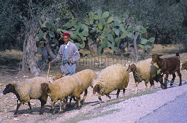 Tunesien  Jradou  Shepherd
