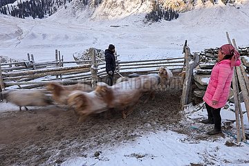 China-Xinjiang-Zhaosu-Winter-Wolke (CN) China-Xinjiang-Zhaosu-Winter-Weiden (CN)