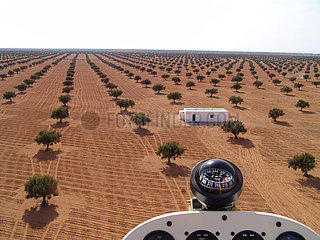Tunesien. Süd-Tunesische. Region von Djerba. Luftbild über Einem Feld von Olivenbräumen