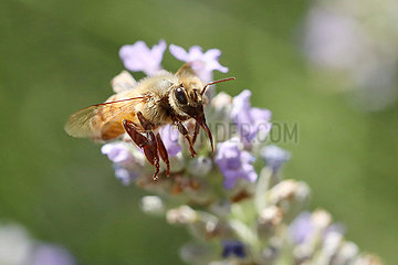 Bolsena  Italien  Honigbiene im Flug