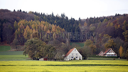 Roedinghausen  Deutschland  Landschaft mit herbstlich gefaerbten Baeumen